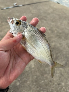 クロサギの釣果