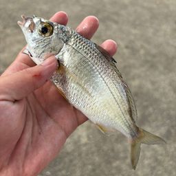 クロサギ