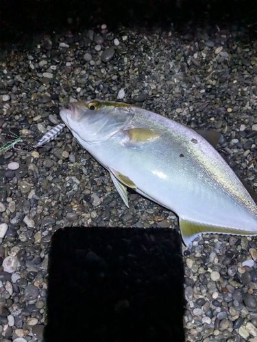 シオの釣果