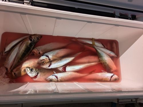 大阪湾