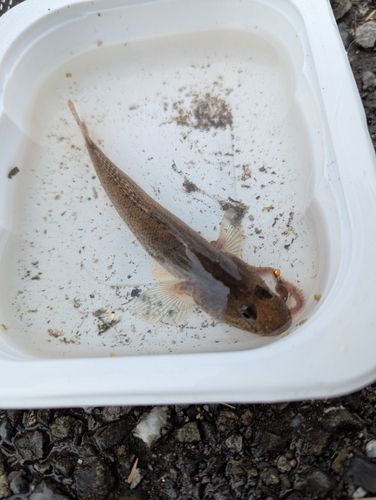 マハゼの釣果