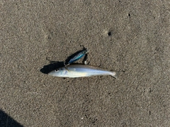 キスの釣果