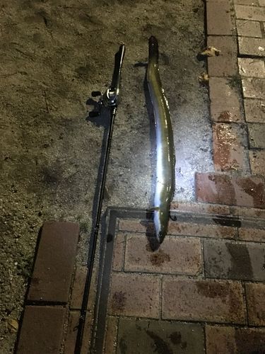 ウナギ