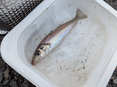 シロギスの釣果