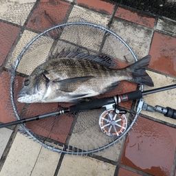 チヌ