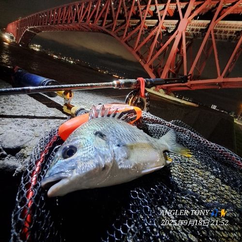 キビレの釣果