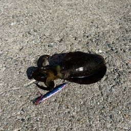 アオリイカ
