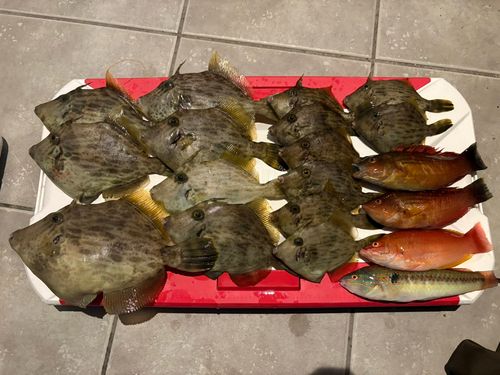 カワハギの釣果