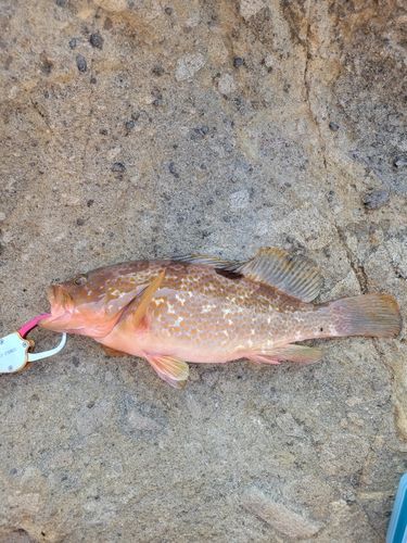 キジハタの釣果