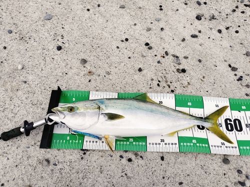 メジロの釣果