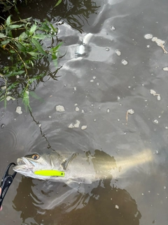 フッコ(マルスズキ)の釣果