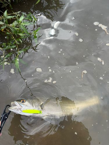 フッコ（マルスズキ）の釣果