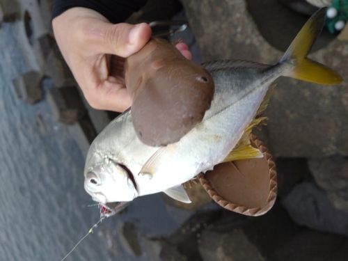 メッキの釣果
