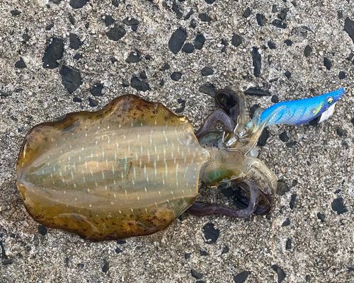 アオリイカの釣果