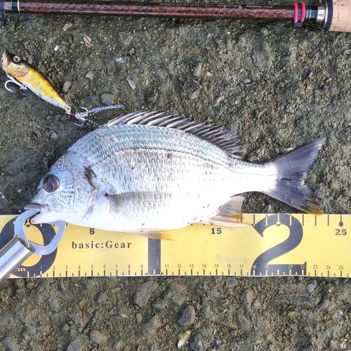 キビレの釣果