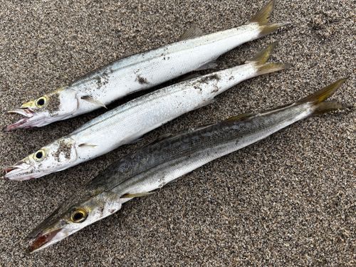 カマスの釣果