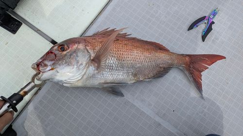 タイの釣果
