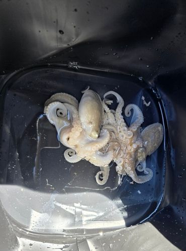 イイダコの釣果