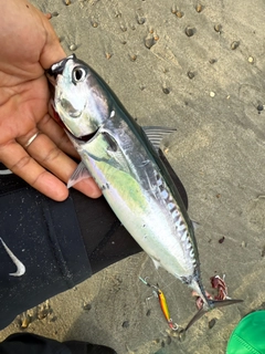 ソウダガツオの釣果