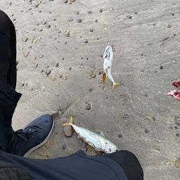 サバ