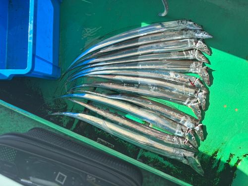 タチウオの釣果