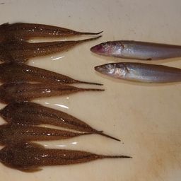メゴチ