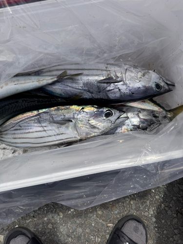 小名浜港アクアマリンふくしま周辺