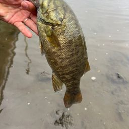 スモールマウスバス