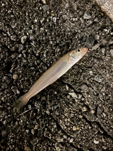 シロギスの釣果