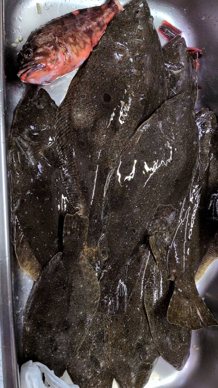 バター食パンさんの釣果 2枚目の画像