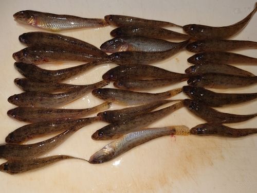 ハゼの釣果