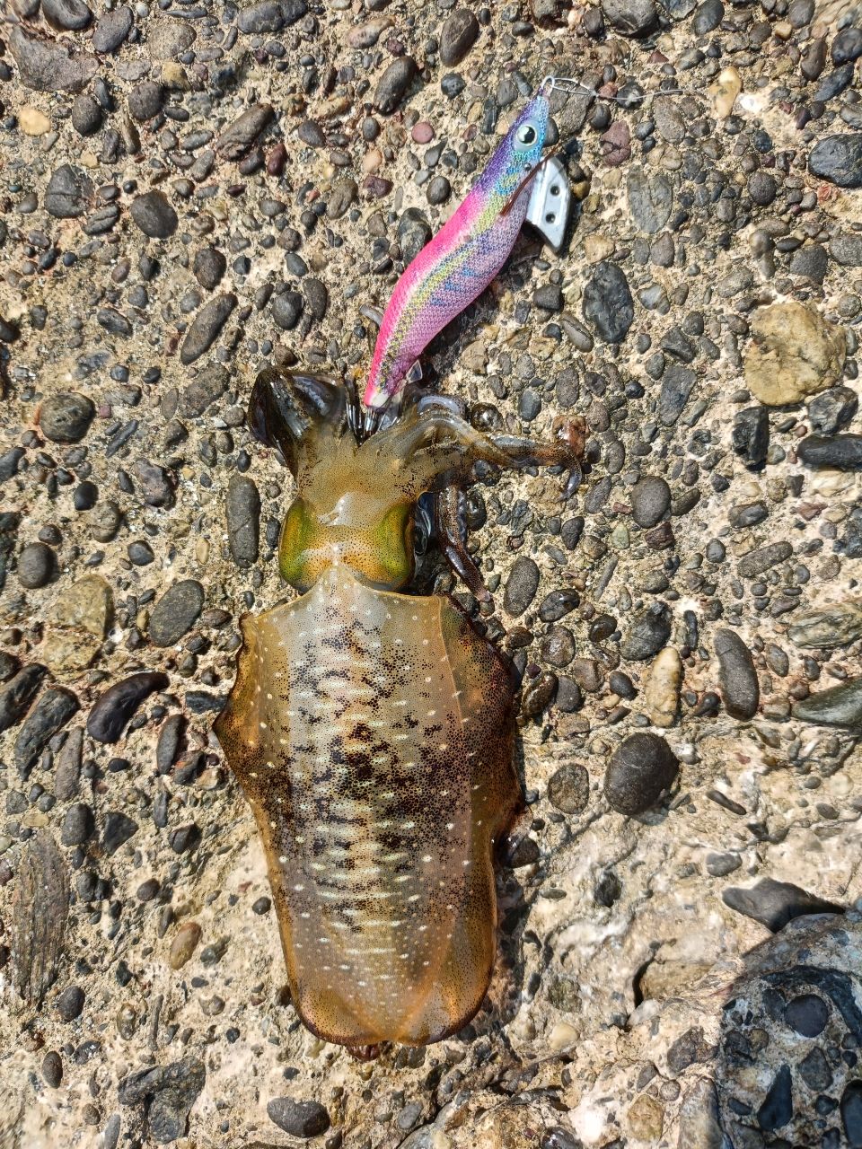 アオリイカ