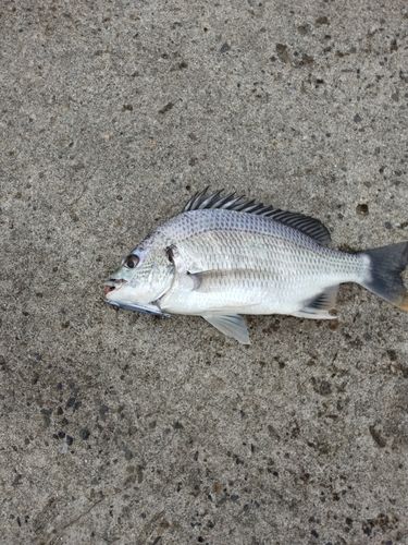 キビレの釣果