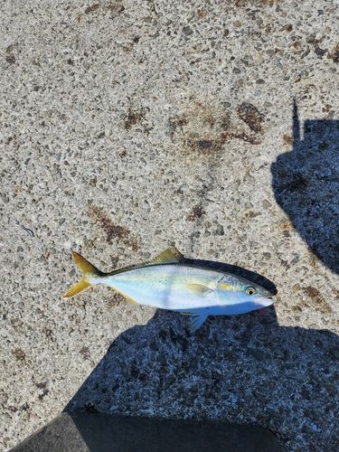 佐野新島