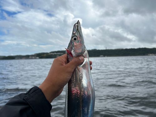 タチウオの釣果
