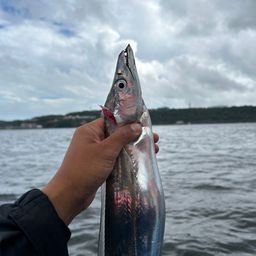 タチウオ