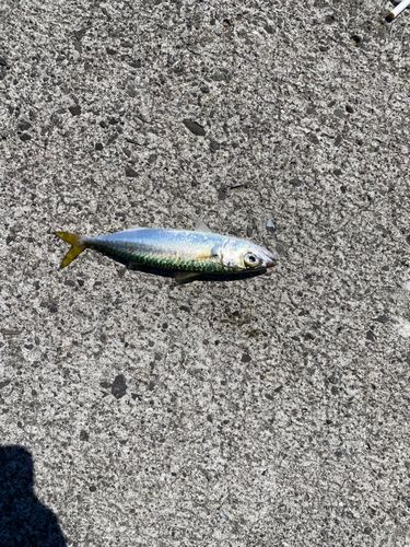 サバの釣果