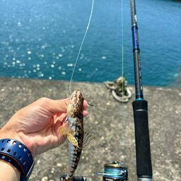 ミナミアカエソ