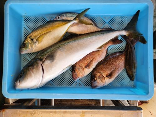 釣果