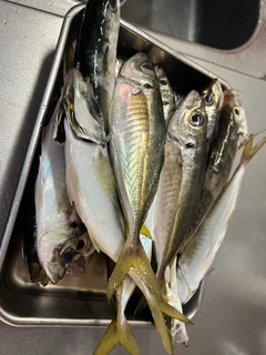 マアジの釣果