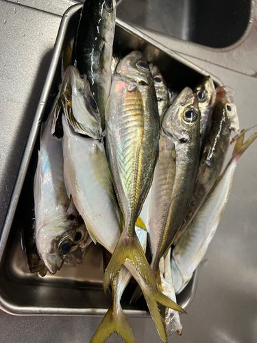 マアジの釣果