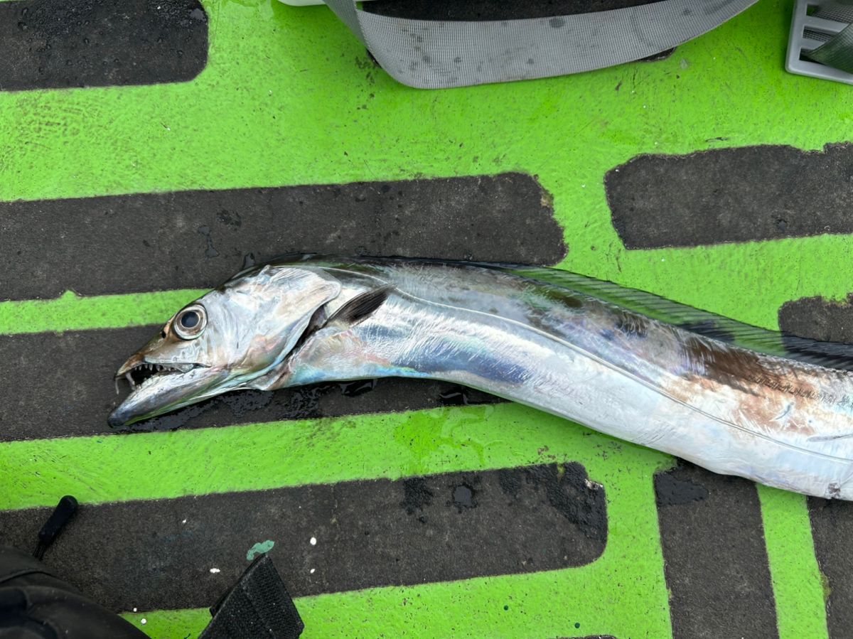 みき0110さんの釣果 1枚目の画像