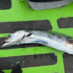 タチウオ
