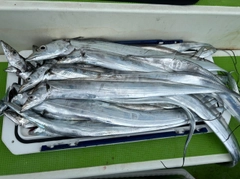 タチウオの釣果