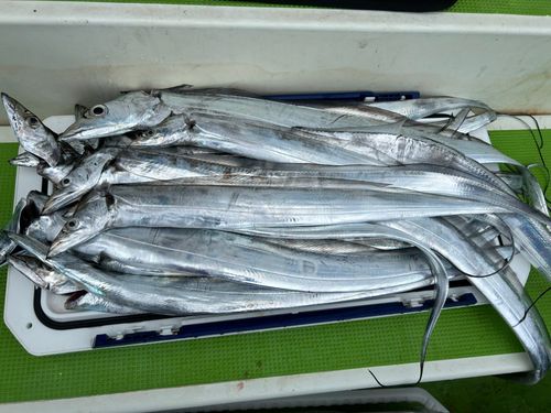タチウオの釣果