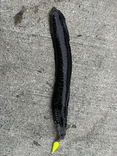 釜石湾