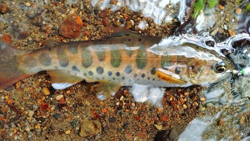 ヤマメの釣果