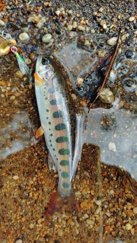 ヤマメの釣果