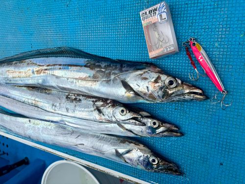 タチウオの釣果