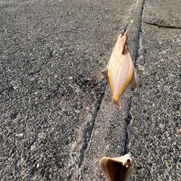 カレイ